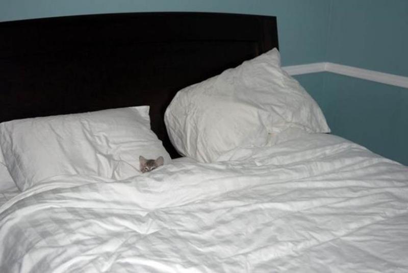 Грудастые шалавы на кровати хотят быстро кончить после куни