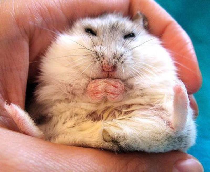 Japanese milf orgy hamster