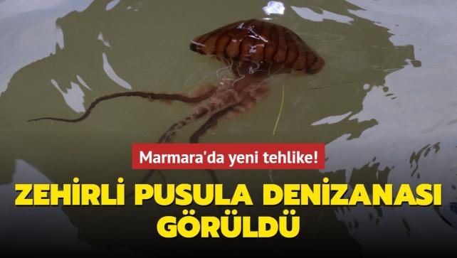 Marmara da yeni tehlike Zehirli pusula denizanası görüldü