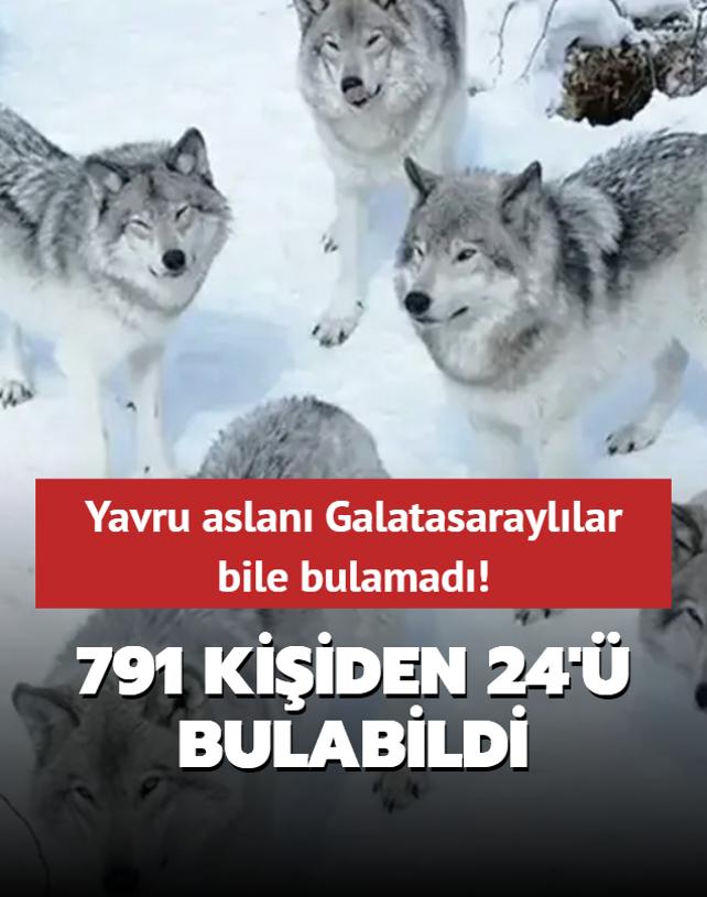 Zeka testi: Kurtlarn iindeki yavru aslan Galatasarayllar bile bulamad! 791 kiiden 24' bulabildi