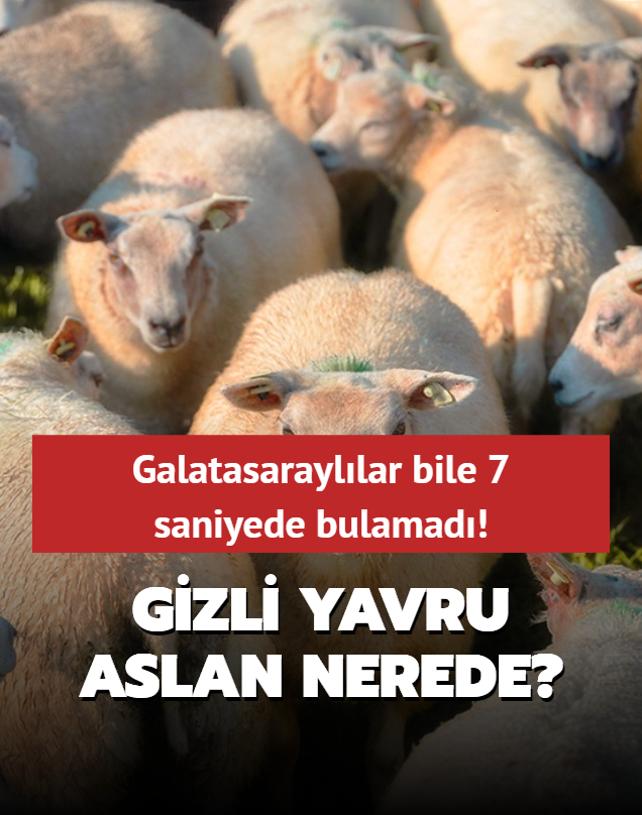 Zeka testi: Koyunlarn iindeki gizli yavru aslan nerede? Galatasarayllar bile 7 saniyede bulamad...