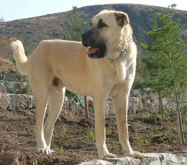 Türkiye'de yaşayan köpek ırkları ve özellikleri