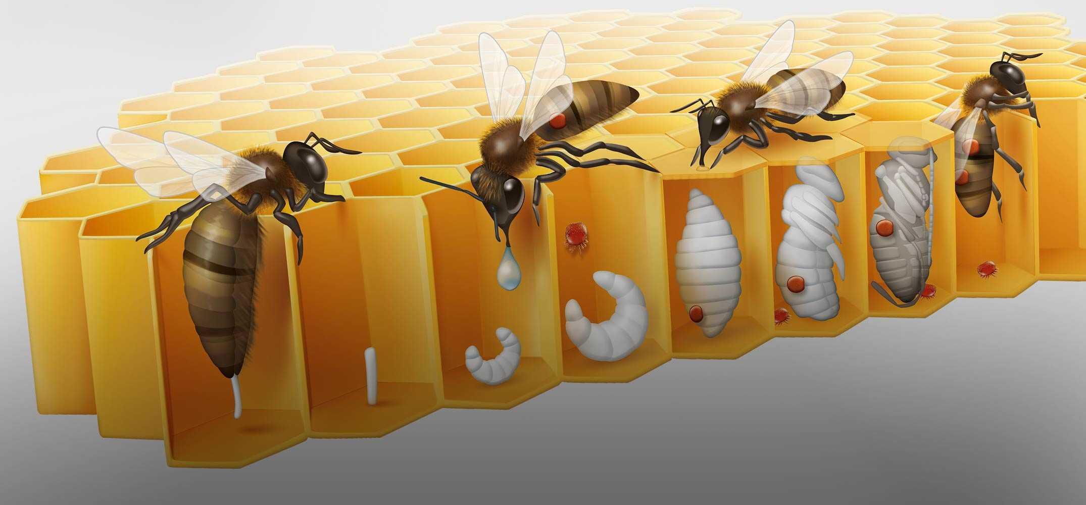 Где магазин пчела. Пчелы личинками варроатоз. Медоносная пчела улей. Семья пчел матка Шершень. Пчелиная матка откладывает яйца.