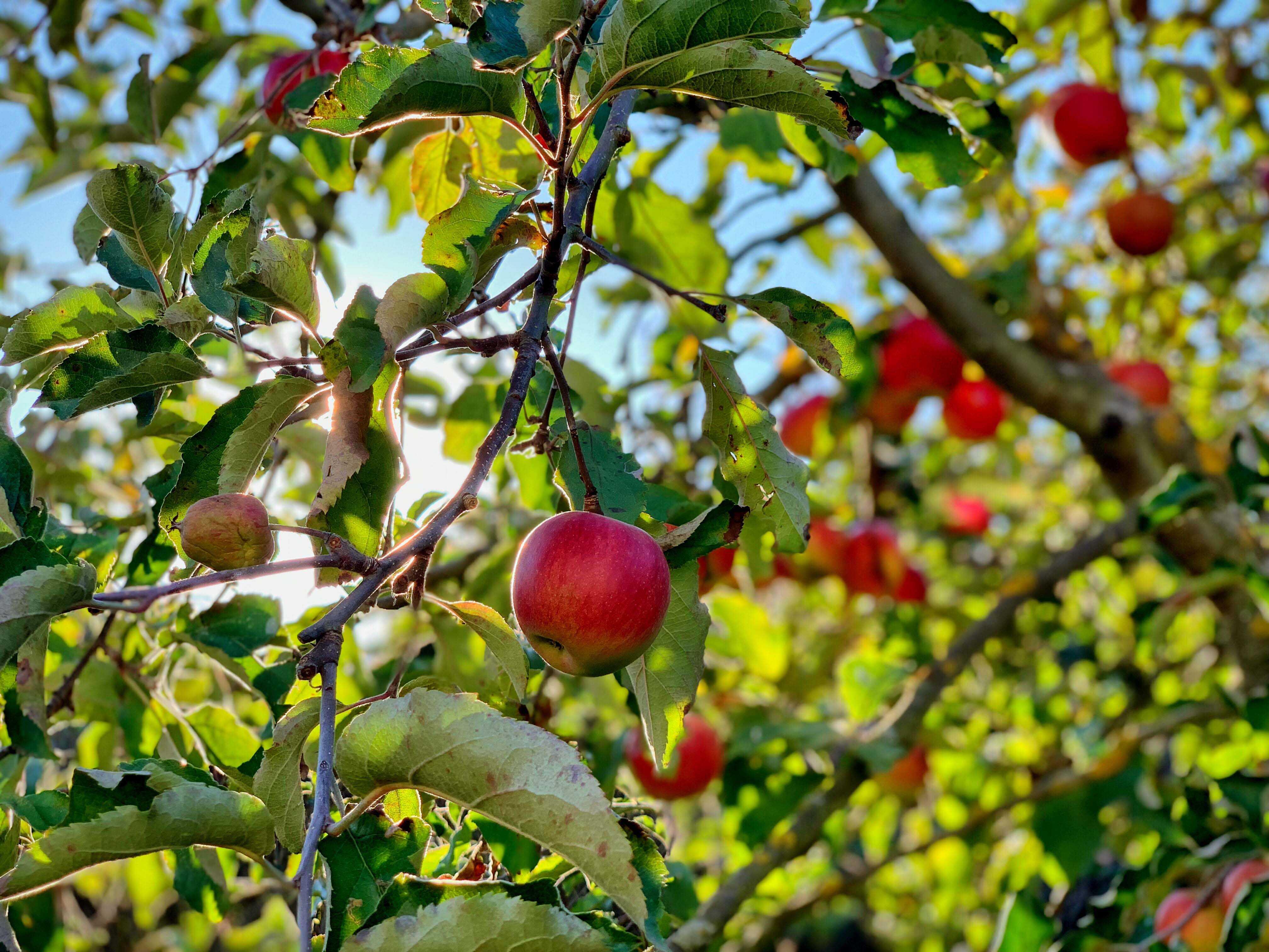 Плодовые представители. Яблоня Донешта. Плод яблони. Яблоня с яблоками. Яблоневый сад.