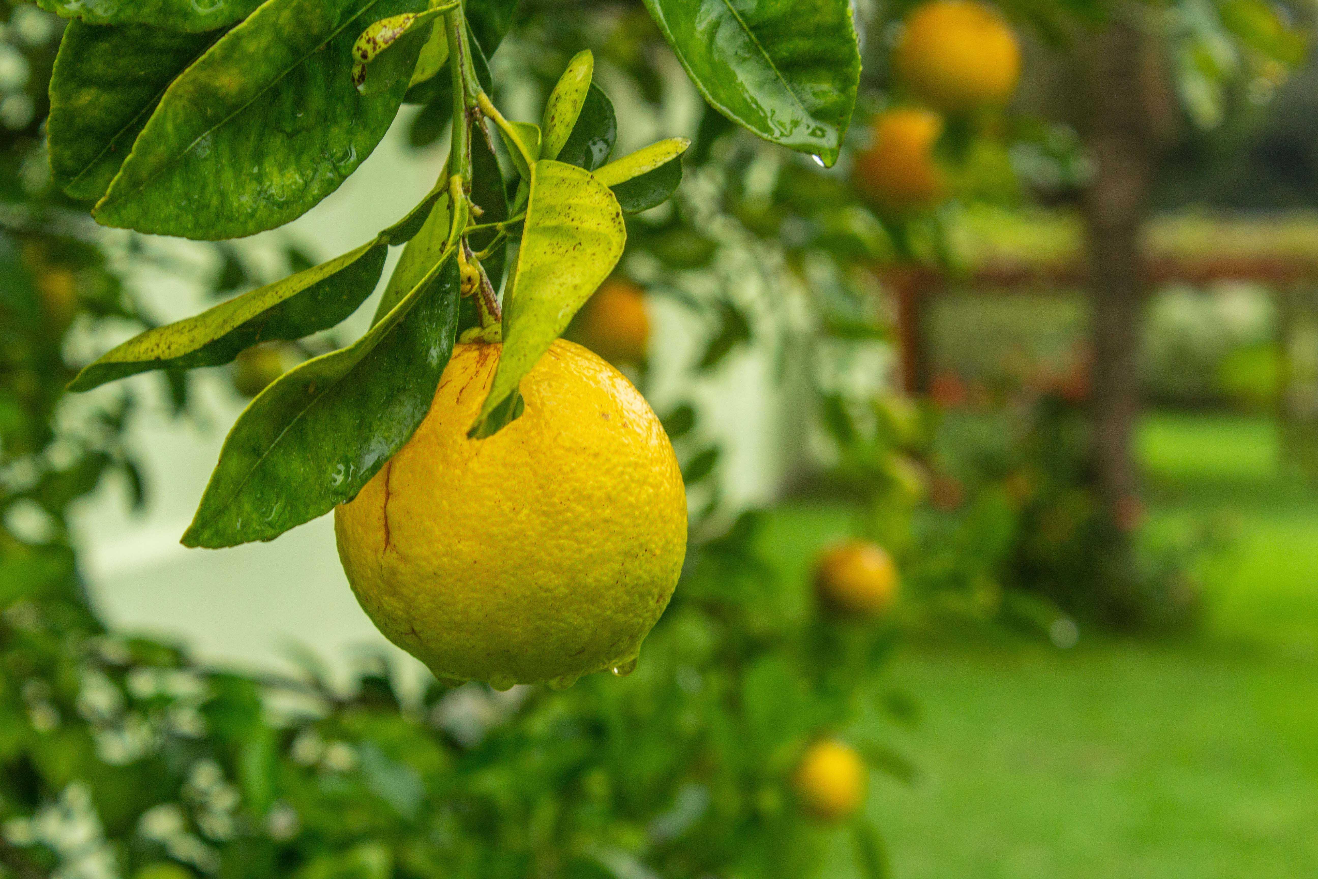 Лимон цитрусовые фрукты. Цитрус лайм Рангпур. Цитрус лимон дерево. Лимон померанец гибрид. Лимон юдзу дерево.
