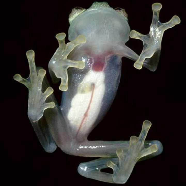 Лягушка лабораторная. Стеклянная лягушка (Glass Frog). Стеклянная лягушка Южной Америки. Centrolenidae. Стеклянные лягушки семейство бесхвостых.