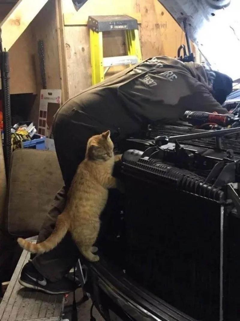 Кот механик. Кот автослесарь. Коты механики. Кот ремонтирует машину.