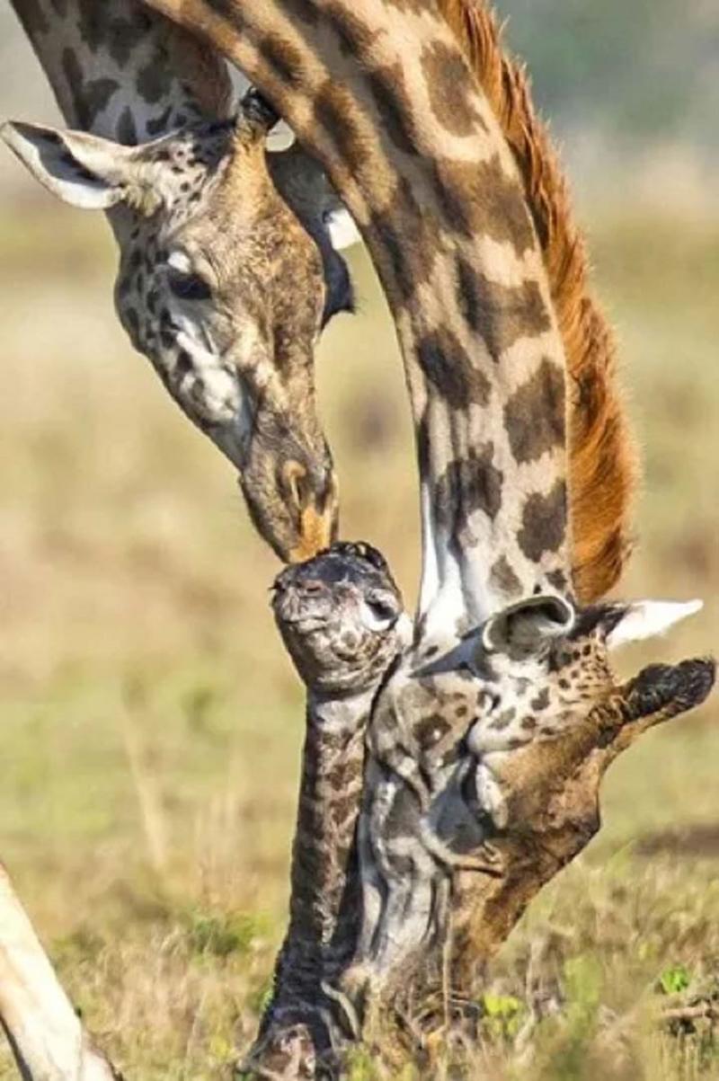 Как рожают жирафы. Жираф в дикой природе. Редкие кадры животных в природе. Спящий Жираф. Жираф фото.