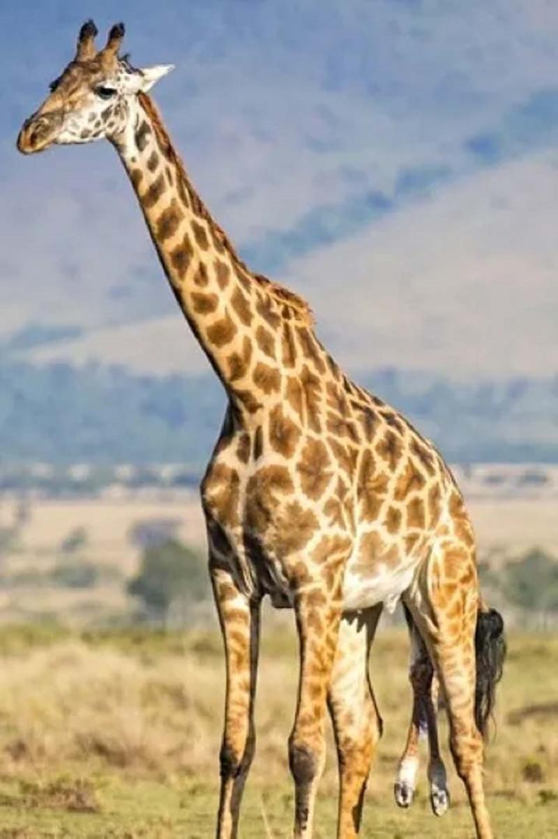 Сколько всего детенышей жирафа родилось за два. Жирафиха. Жираф жирафиха Жирафенок. Рождение жирафа. Роды жирафа.