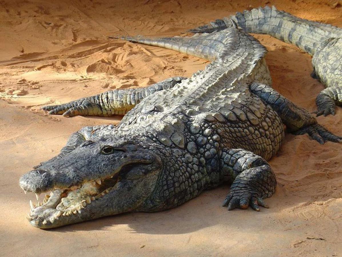 Колик крокодил