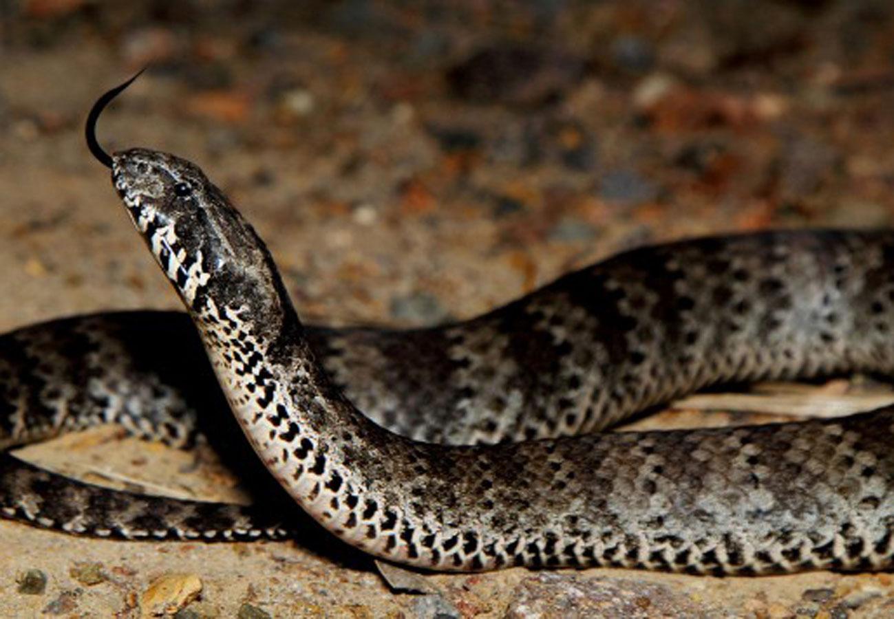 ядовитые змеи волгоградской области фото и названия