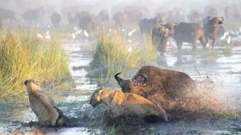 Aslanlara b�yle kafa tuttu! B�y�k kap��madan bak�n kim galip ��kt�?