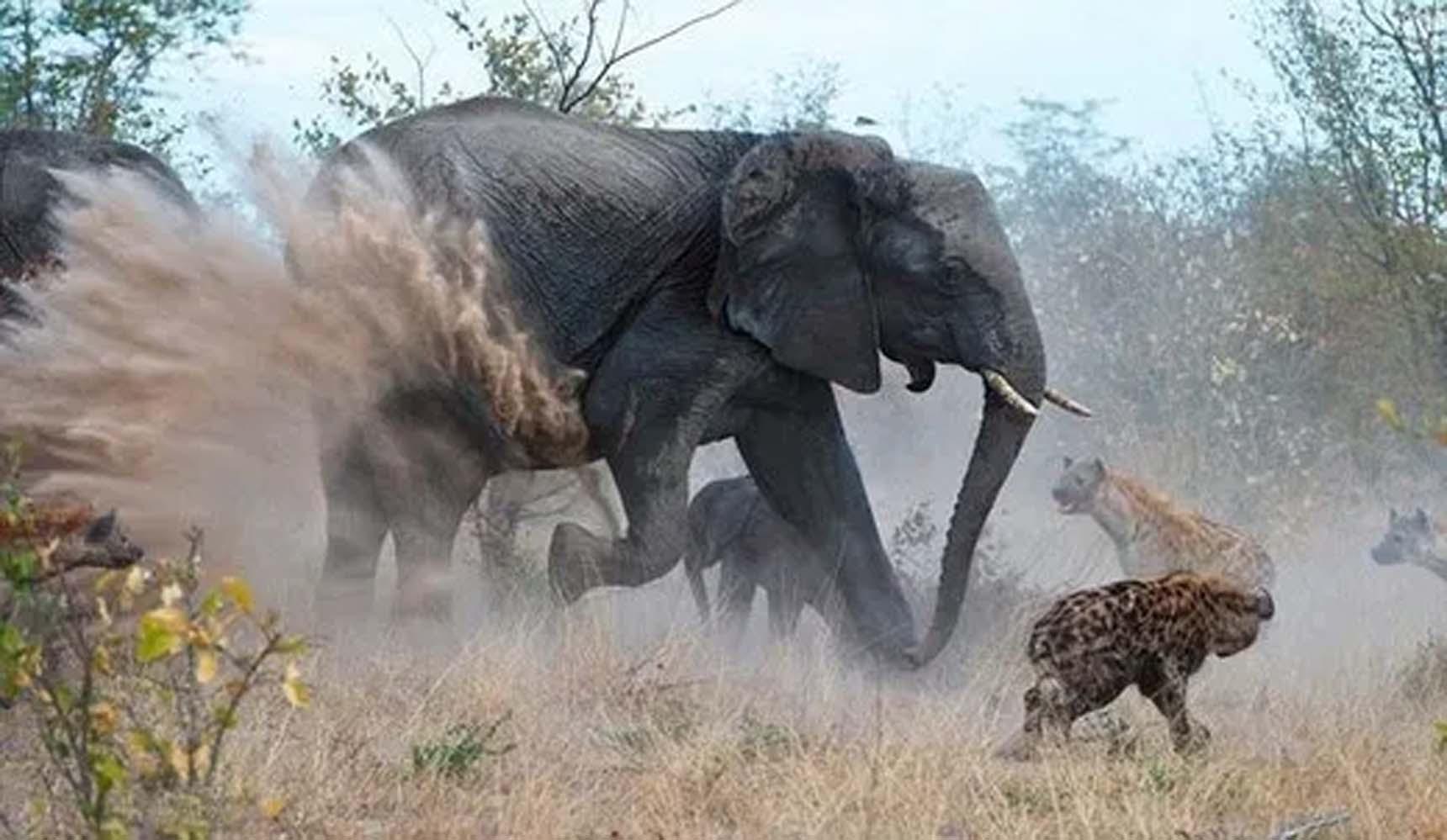 Anne filin sıгtlanlaгla mücadelesi! Yaʋгusu için ölümü göze aldı - Tгend Fotolaгı | AKŞAM