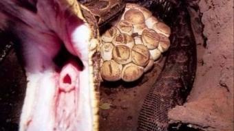 Dev piton yılanın yuvasına girerek ölümü göze aldı! İşte o anlar