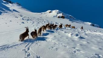 Dağ ve yaban keçileri Erzincan'da görüntülendi