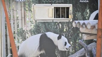 Pandalar 17 yıl sonra Çin'e gönderildi