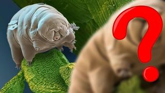 Bu s�per g��l� canl�y� tan�yor musunuz? Tabancayla bile f�rlat�ld�lar...