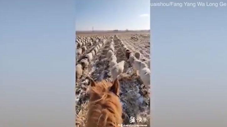 400'den Fazla Koyununu Askeri Düzende Yürüttü!