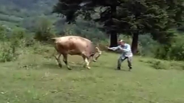 Sahibiyle Oyun Oynayan İnekler Görenleri Şaşırttı