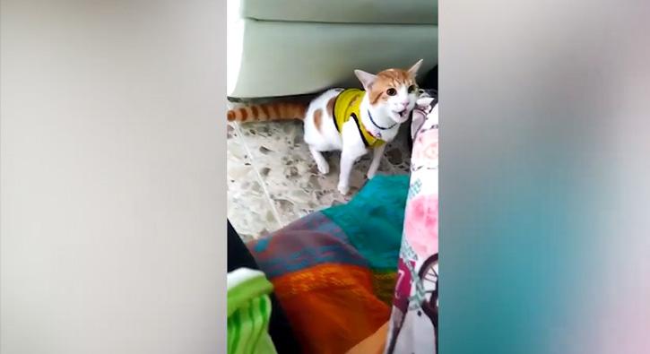 'Gol' diye bağıran kedi hayrete düşürdü