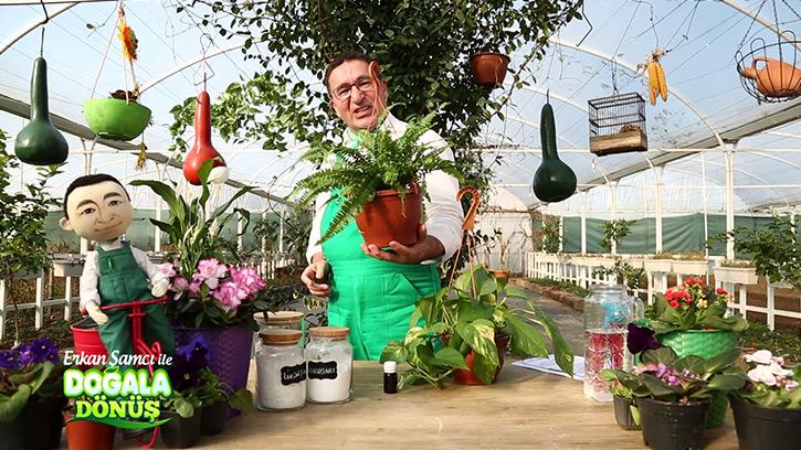 Bitkilerin Yaşama Olumlu Etkileri Nelerdir? #DoğalaDönüş