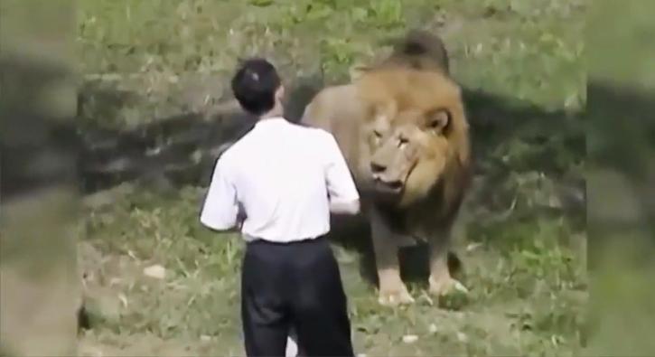 İki aç aslanın arasında kaldı