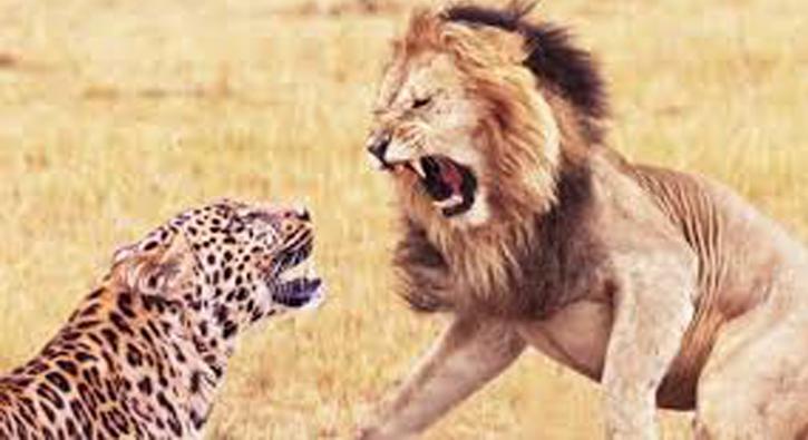 Aslan ve leoparın ölüm düellosu 
