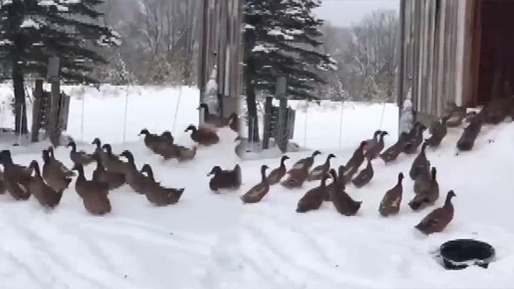 Karlı Havada Dışarı Çıkan Ördekler Kümeslerine Hızla Geri Döndü