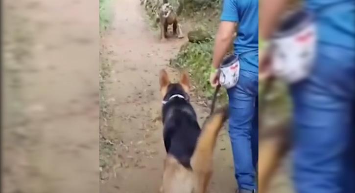 Maket dinazoru gören köpeğin tepkisi