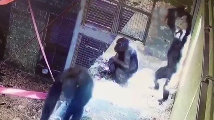 Anne Şempanze ve Yavrusunun Eğlenceli Oyunu