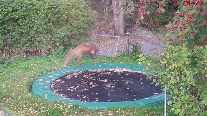 Tilkinin Trambolin Keyfi Sosyal Medyada Büyük İlgi Gördü