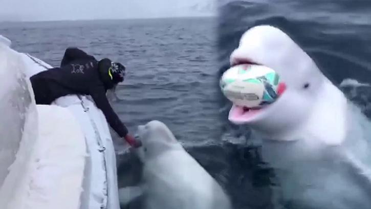 Denizciler Beyaz Balinayla 'Rugby' Oynadı