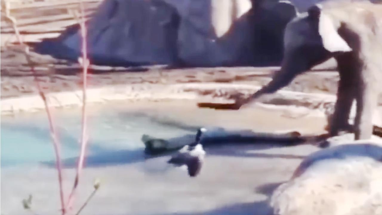 Yürek yemiş ördek koca fili canından bezdirdi