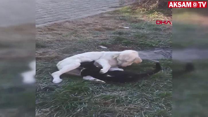 Köpek Kediyi Böyle Emzirdi