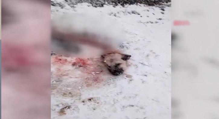 Aç kurtların yediği kangaldan geriye sadece başı ve iskeleti  kaldı