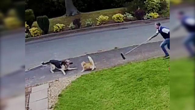 Kediye Saldıran Alman Kurdu Hayatının Şokunu Yaşadı