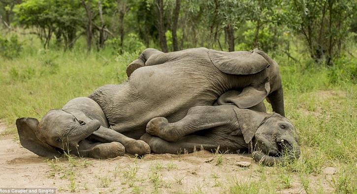 Alkollü meyveyi yiyip sapıtan hayvanlar