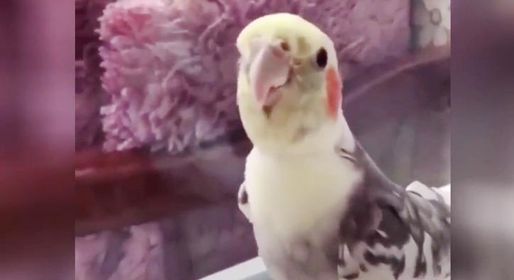 'Ölürüm Türkiyem'i seslendiren papağan mest etti