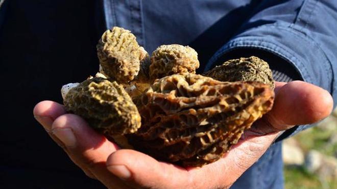 Kuzu göbeği mantarı köylülerin geçim kaynağı oldu
