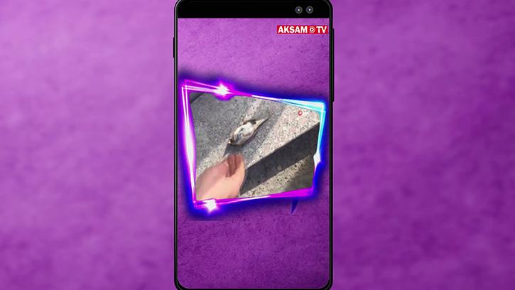 Serçenin Hayatını Kalp Masajı Yaparak Kurtardı #AkşamStory