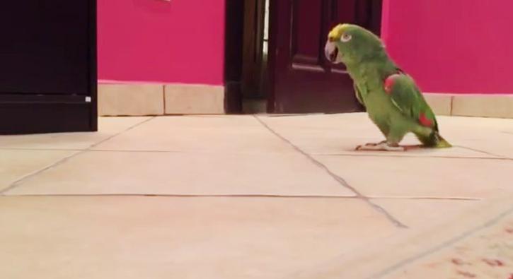 Evden kaçan papağan böyle kahkaha attı
