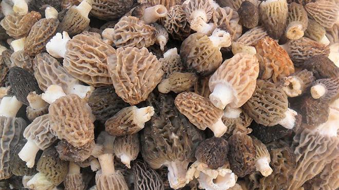 Muğla'da yetişen kuzugöbeği mantarı vatandaşların gelir kapısı oldu