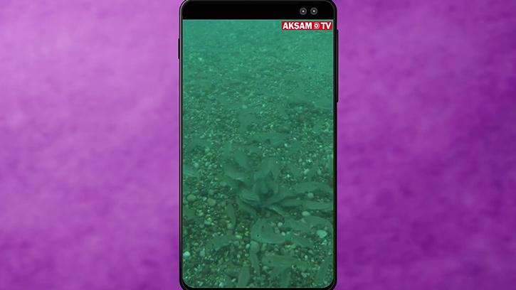 Balon Balığı Tehlikesi Büyüyor! #AkşamStory