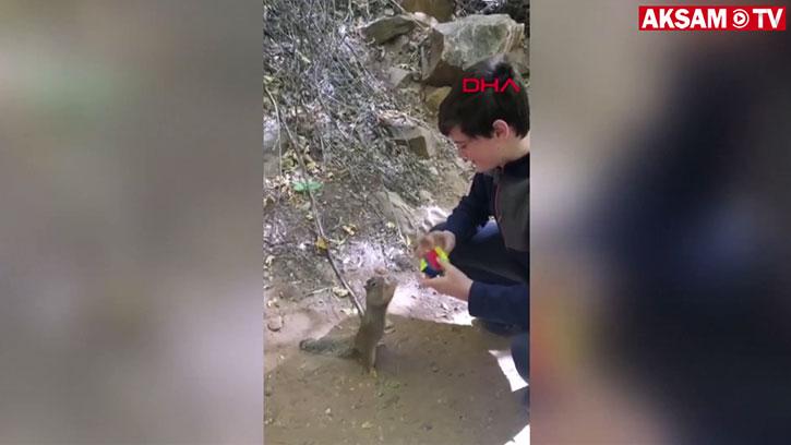 Sincabın Rubik Küp Merakı İzleyenleri Gülümsetti