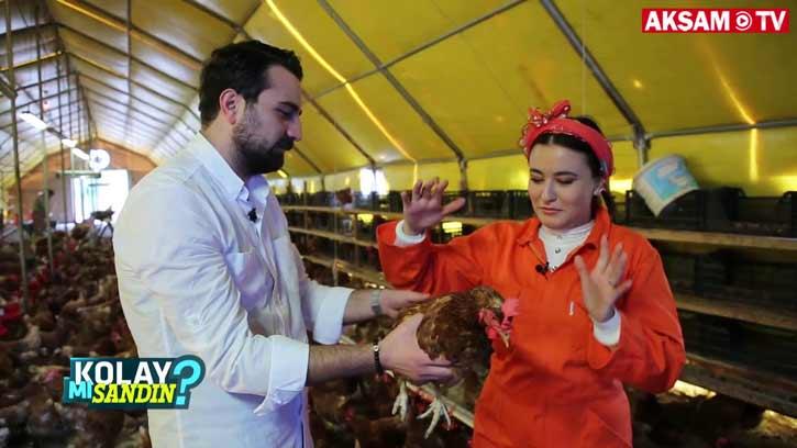 Tavuk yetiştiriciliği Kolay Mı Sandın?