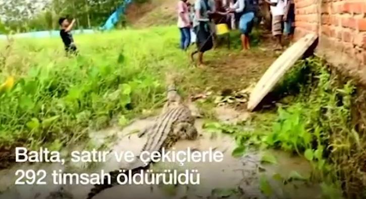 Timsahları pala ve baltalarla öldürdüler