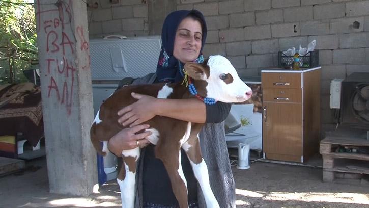 Prematüre Buzağıya 'Anne' Şefkati