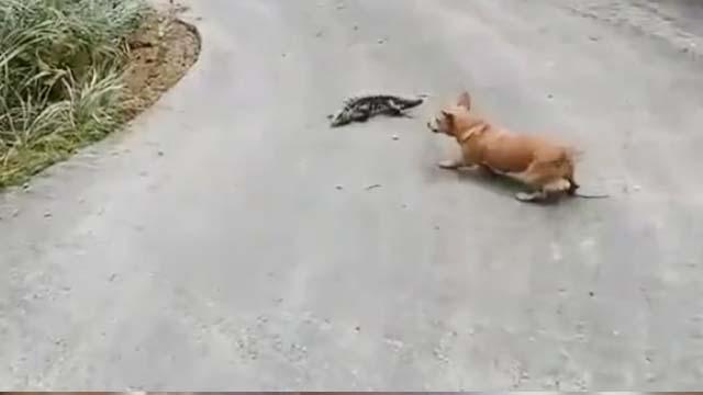 Kertenkeleye Saldıran  Köpek Hayatının Şokunu Yaşadı