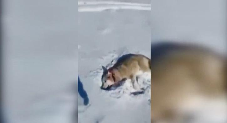 Ölü taklidi yapan kurt dehşet saçtı