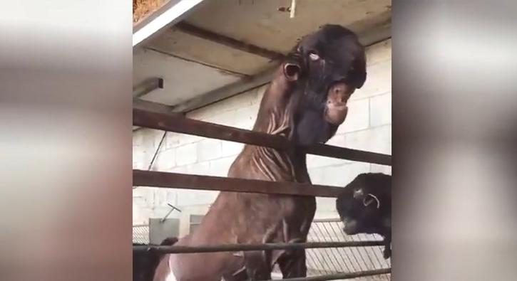 Görenler bir kez daha bakıyor